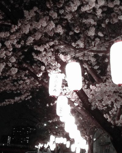 130330夜桜
