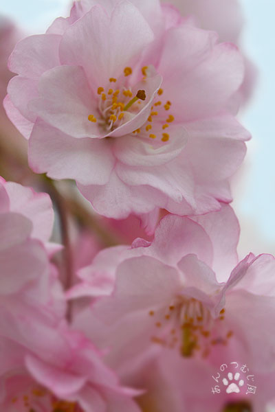 さくら　桜　サクラ♪