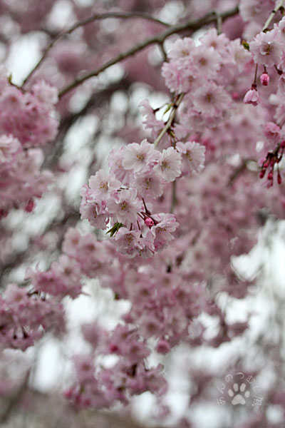 桜　さくら　サクラ～♪