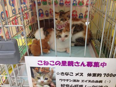 神戸猫ネット 譲渡会