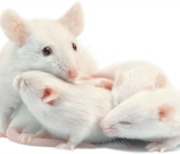 WHITE_LABORATORY_MICE__MOTHER_WITH__PUPS__ISOLATED_92337