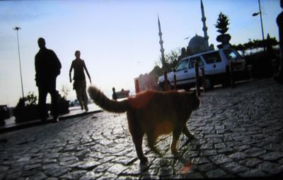 世界ネコ歩き「イスタンブール」６