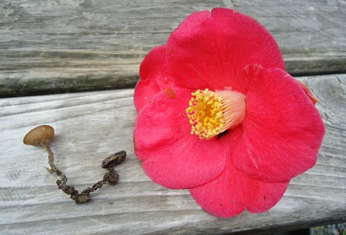 ツバキキンカクチャワンタケと椿の花