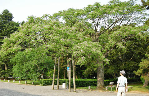 センダンの木