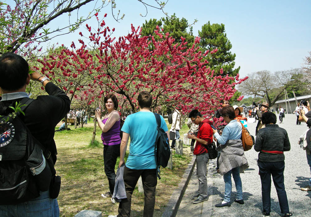真っ赤な桃の花にカメラの放列