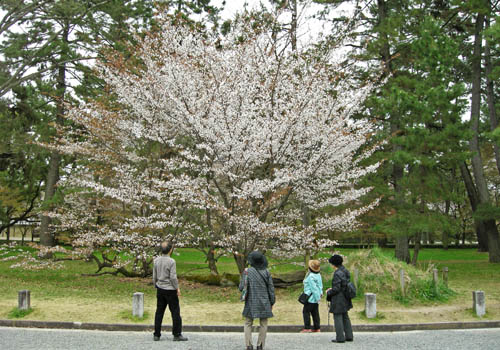 満開の『桜松』を見る