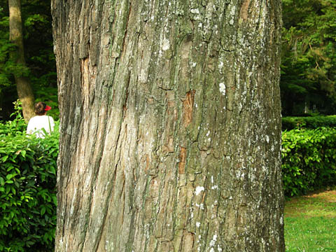 センダンの木の幹