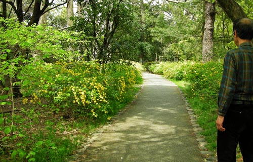 ヤマブキの咲く散歩道