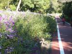 紫色の花が咲くサイクリングコース（国営武蔵丘陵森林公園）