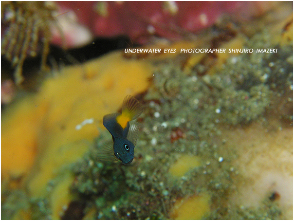 ニラミギンポ幼魚