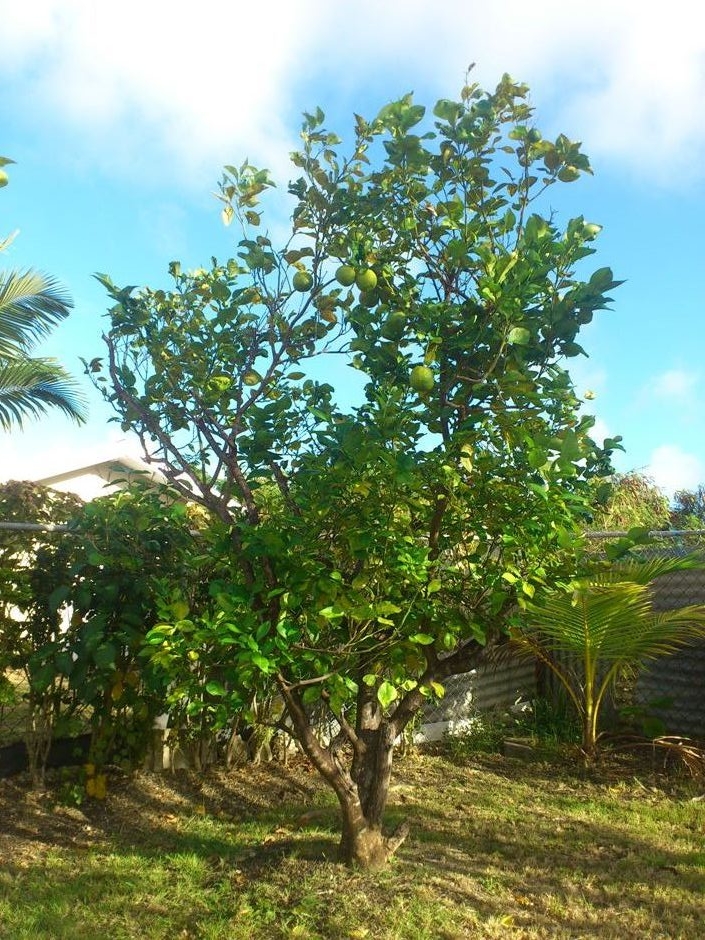 Bajapanese この木なんの木きになる木 Bitter Lemon