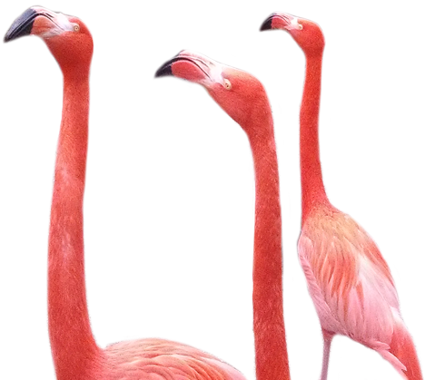 Flamingo_s.png