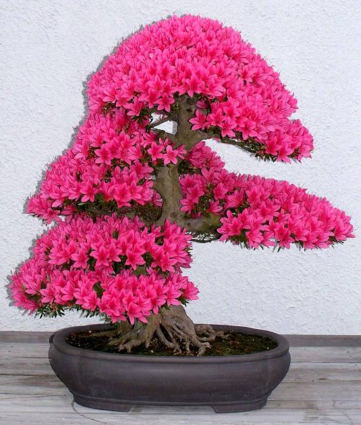 bonsai-5096.jpg