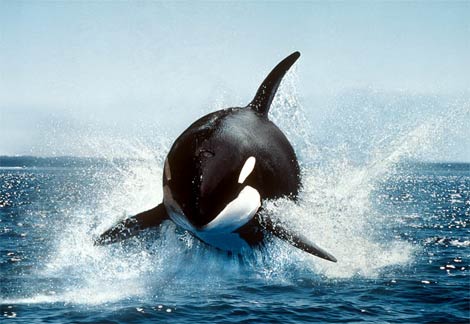 orca-killer-whale.jpg