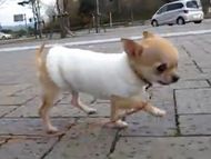 世界最小の犬 極小チワワ 犬の動画ブログ