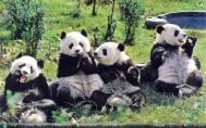 8s_Sichuan Giant Pandaf46s