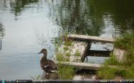 9_Rideau Canal duckf2
