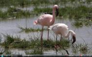 8_Ngorongoro flamingof29