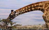 7_Ngorongoro giraffefs02r