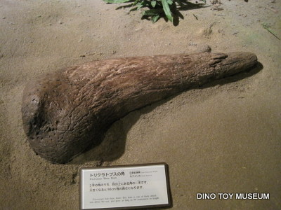 新潟県立自然科学館　トリケラの角の化石
