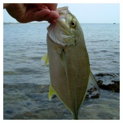 沖縄で釣ったデカイメッキ