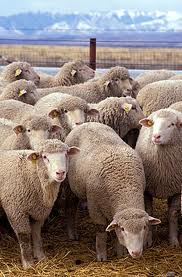 sheep groupy