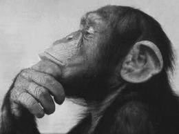 thinker ape