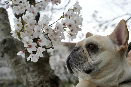 桜って撮るの難しいー！