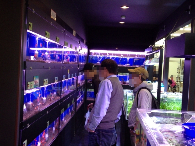 ホームセンターコーナン名古屋北店の熱帯魚が安い とあるmajifanの日記