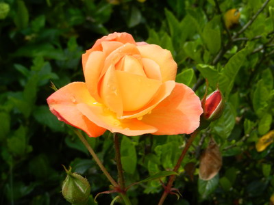 アンネのバラは開花とともに少しずつ色が変わります