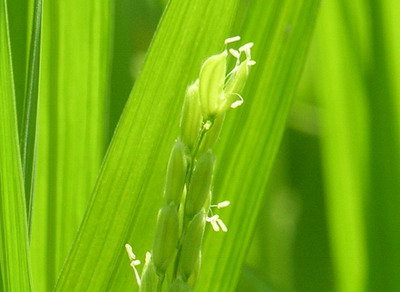 稲の花は先端部分から順次開花してゆきます