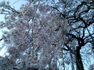 明王寺の枝垂桜