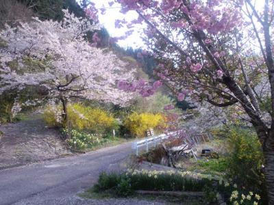 モリ植物園の桜