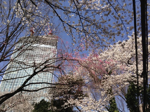 桜と高層ビル2