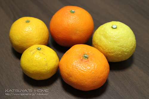 柑橘！