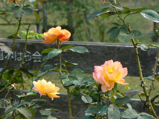 バラの花８