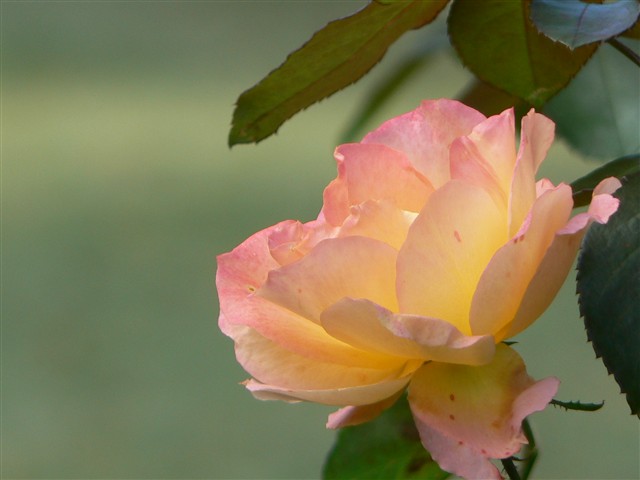 バラの花１２