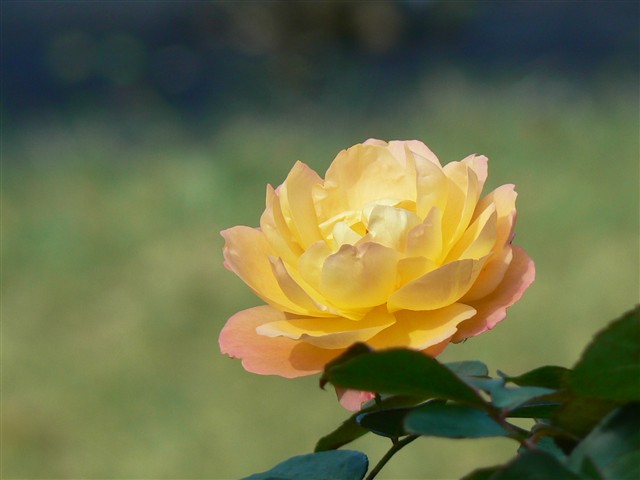 バラの花１３