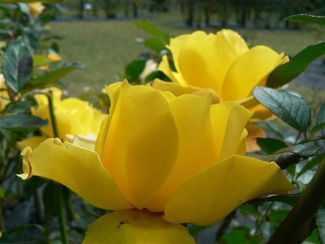 バラの花１４