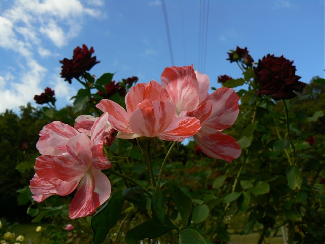 バラの花１４