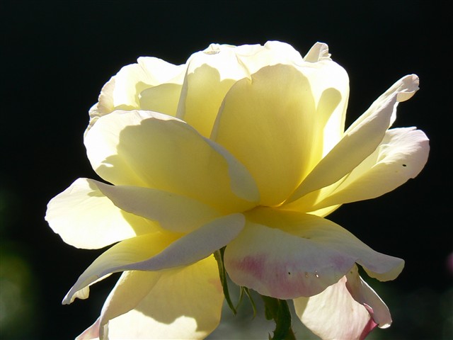 バラの花１１
