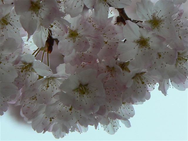 春めき桜２