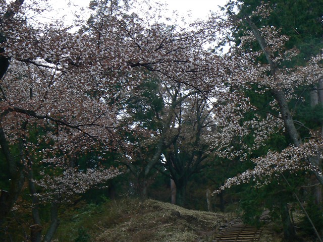 山桜３