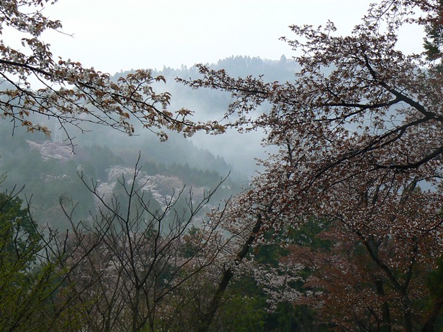 山桜１