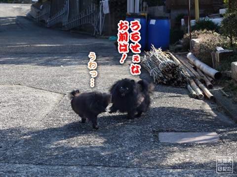 20130216_真熊と志熊5