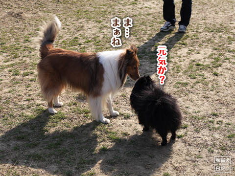 20130220_大型犬エリア5