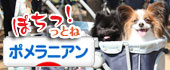 にほんブログ村