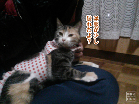 20130327_三毛猫の話6