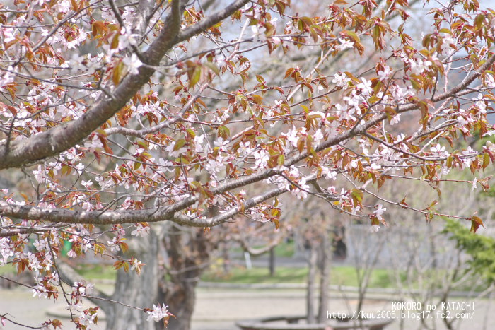 公園の桜３