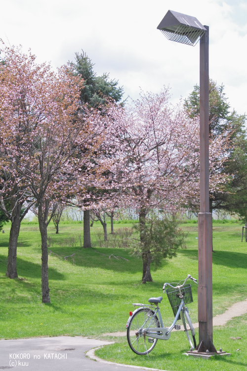 公園の桜７